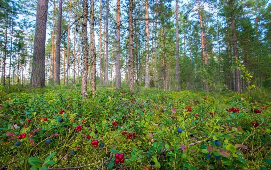 Бор брусничник