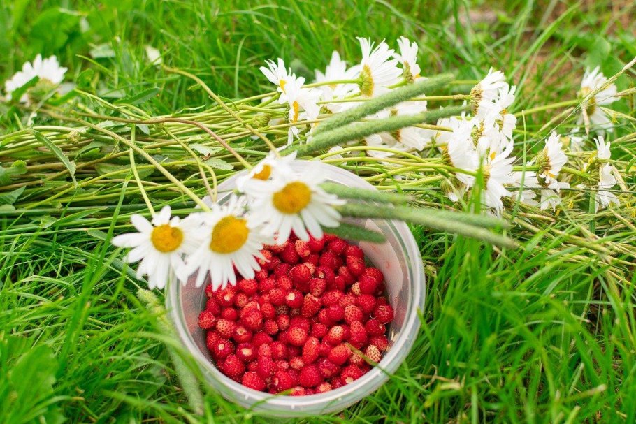 Букетик Лесной земляники
