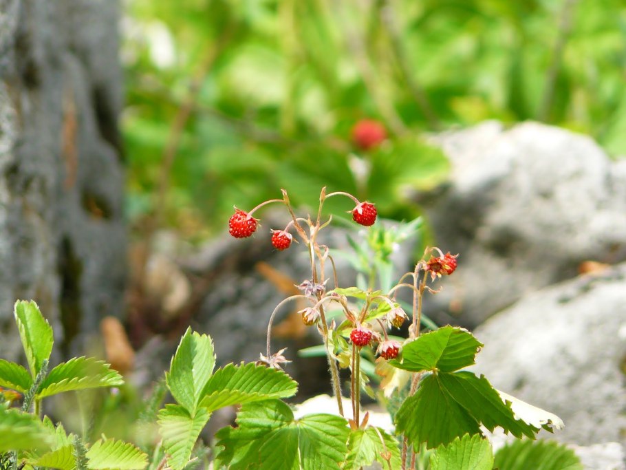Земляничная Поляна Осинки