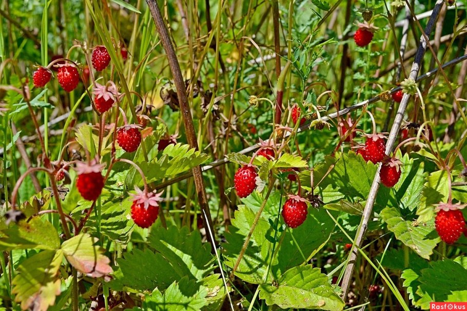 Земляника Лесная (Fragaria vesca l.)