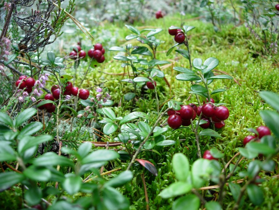 Черника брусника малина