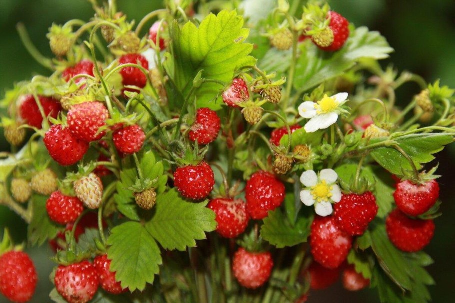 Клубника Делиз