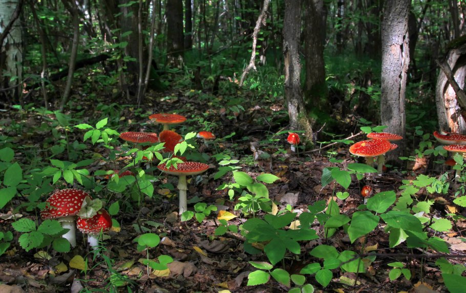 Грибы мухоморы на Поляне