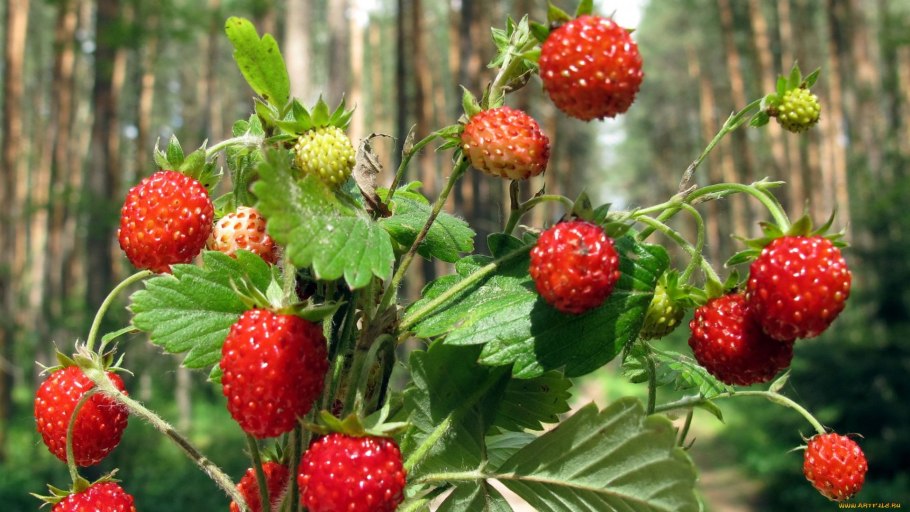 Лесные ягоды земляника и клубника