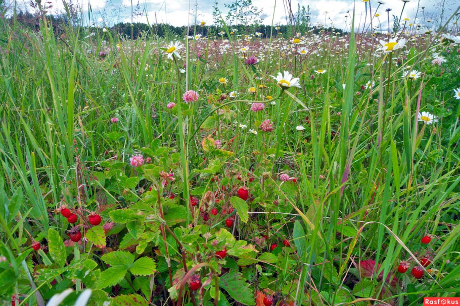 Архыз земляника Поляна