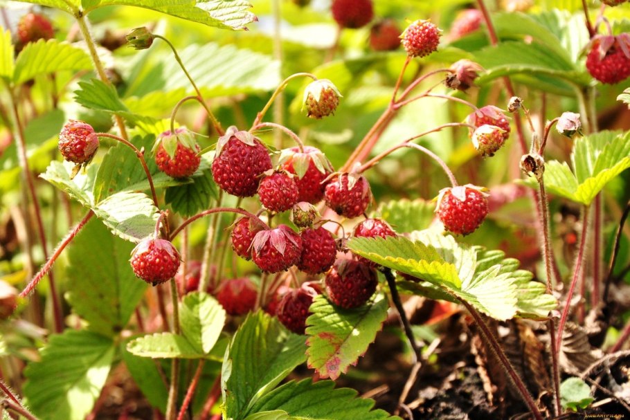 Клубника Лесная, Полуница