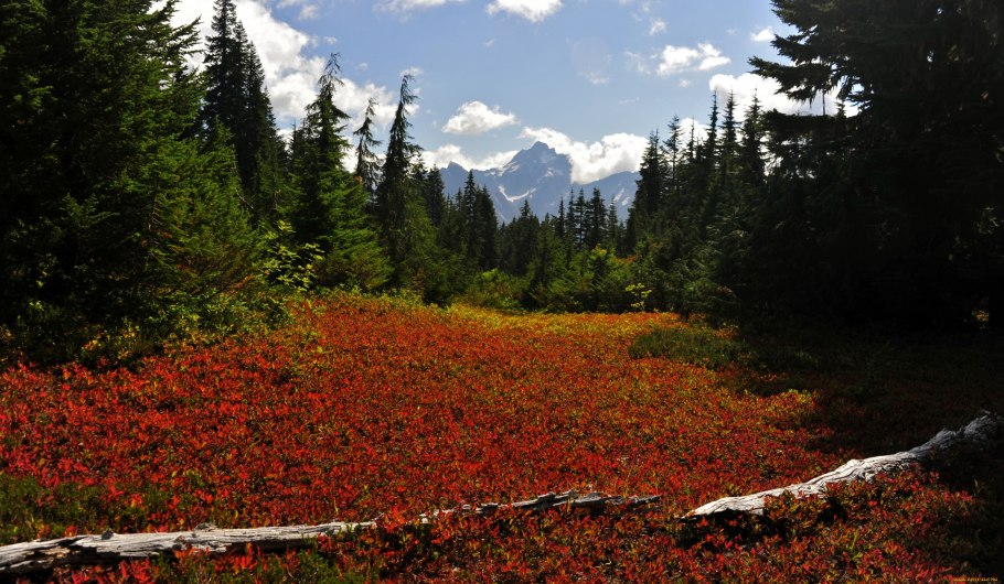 Брусничная Лиственничная Тайга