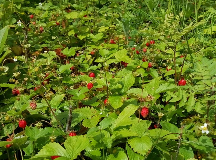 Земляника Лесная Полянка