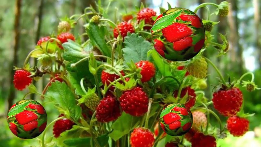 Алеет земляника