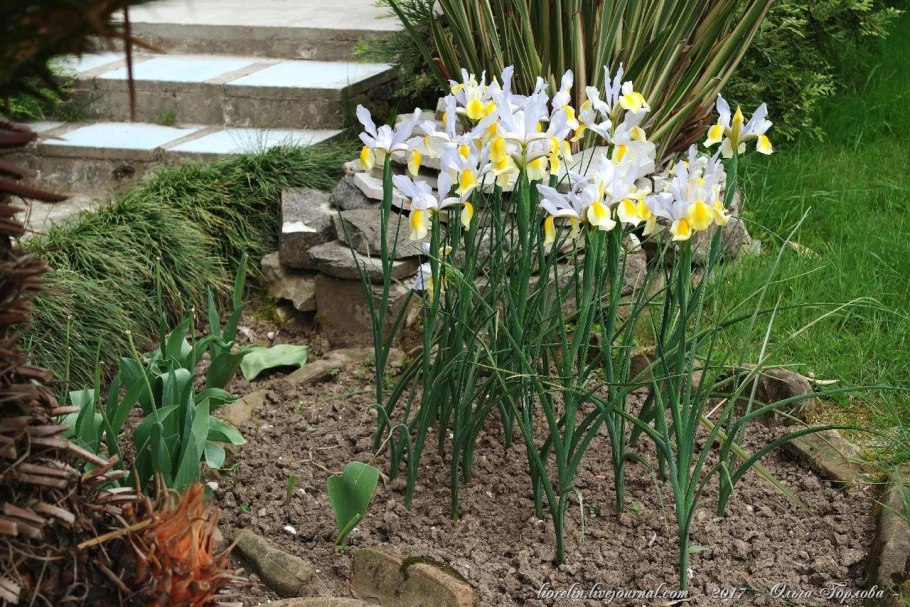 Ирисы Ксиридион