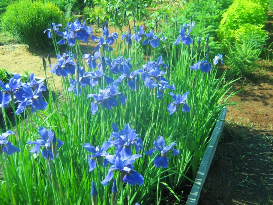 Ирис Блю Тропик