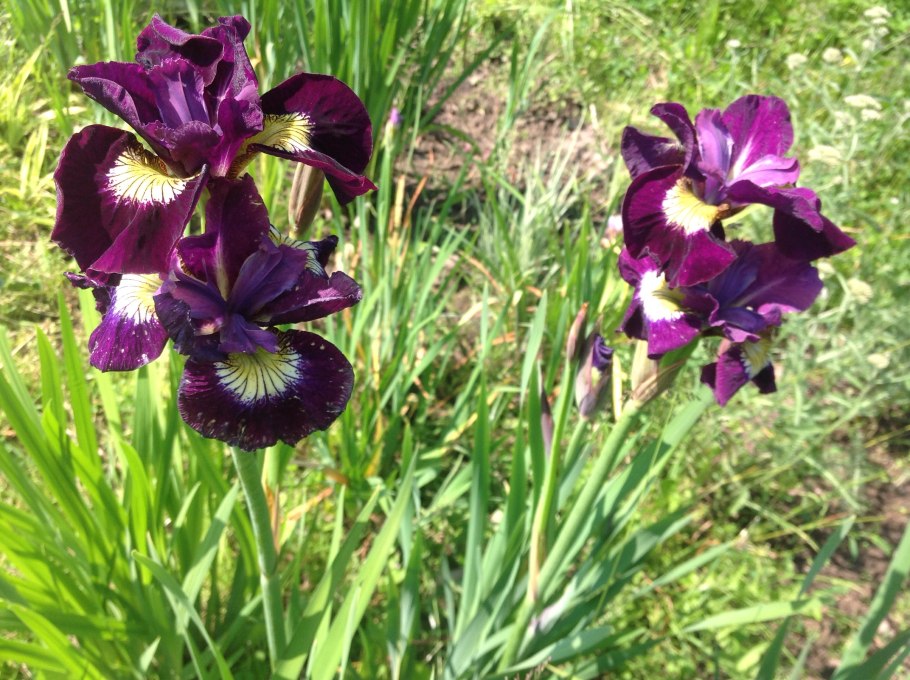 Ирис Касатик желтый