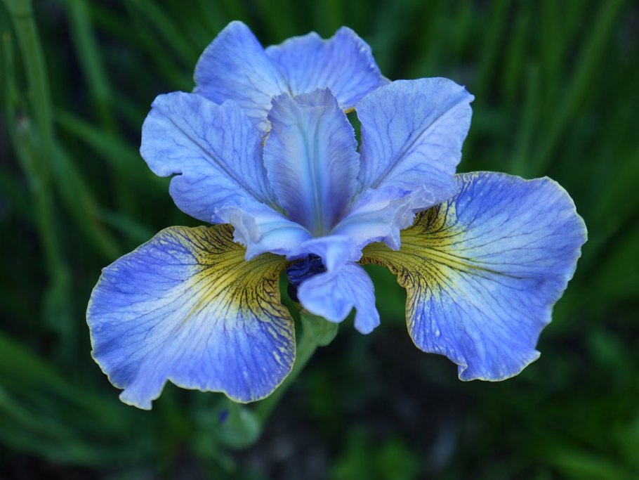 Ирис Озерный