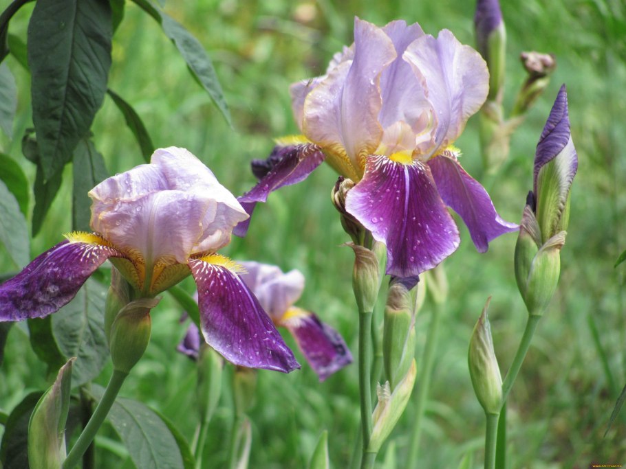 Касатик тонколистный