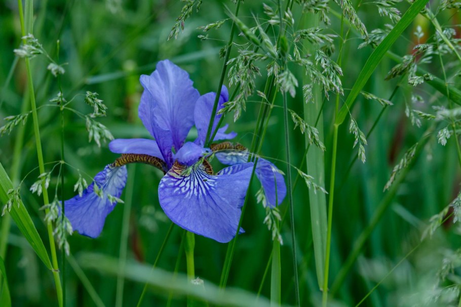 Ирис Касатик