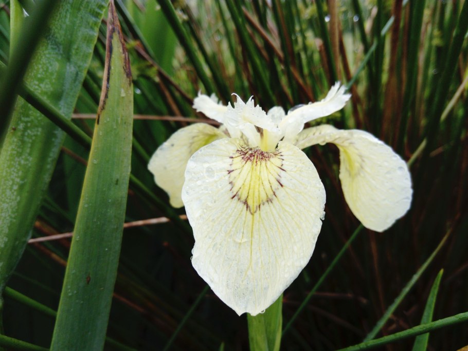Ирис японский