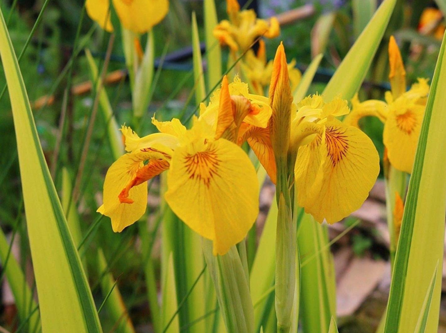 Ирис полевой