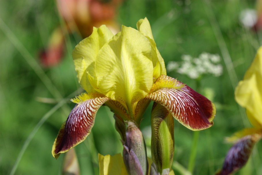 Ирис кустарник