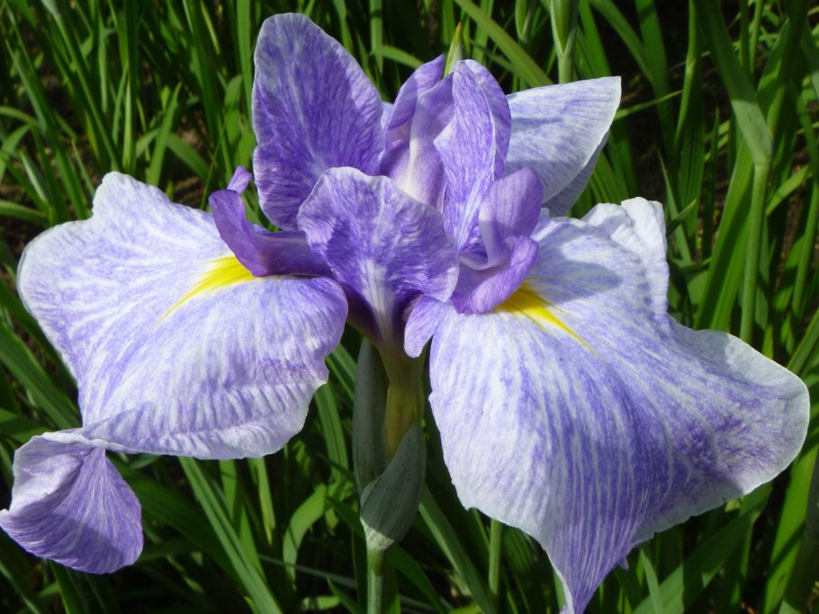 Ирис Сибирский типпед
