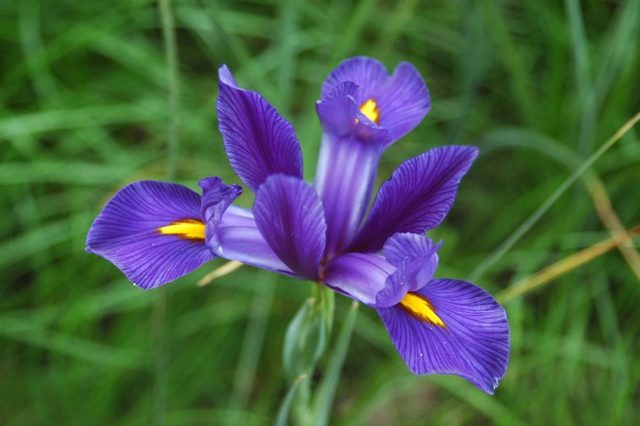 Ирис узколистный Сибирский