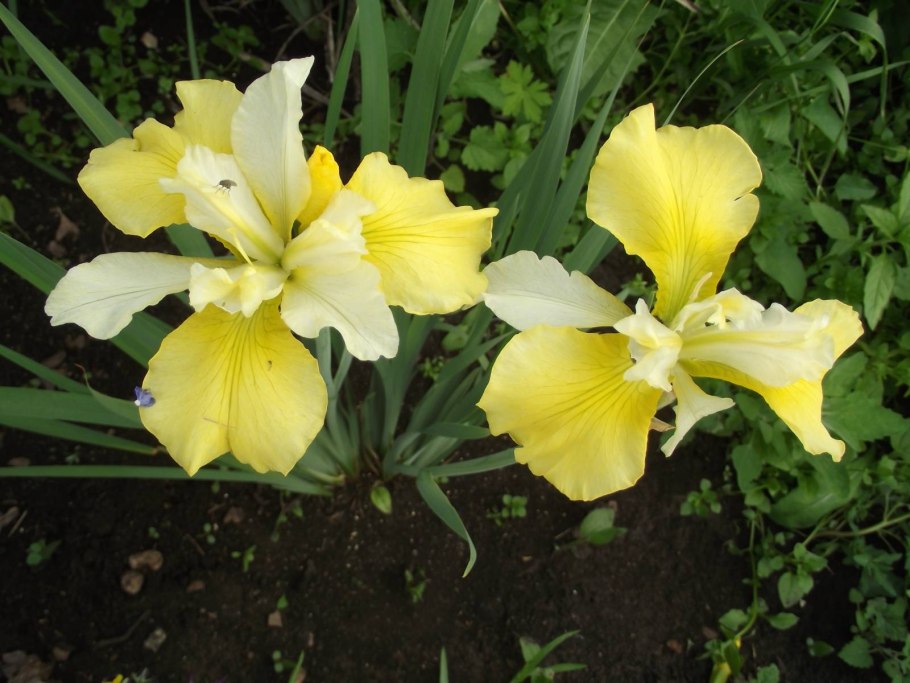 Ирис Сибирский озорник