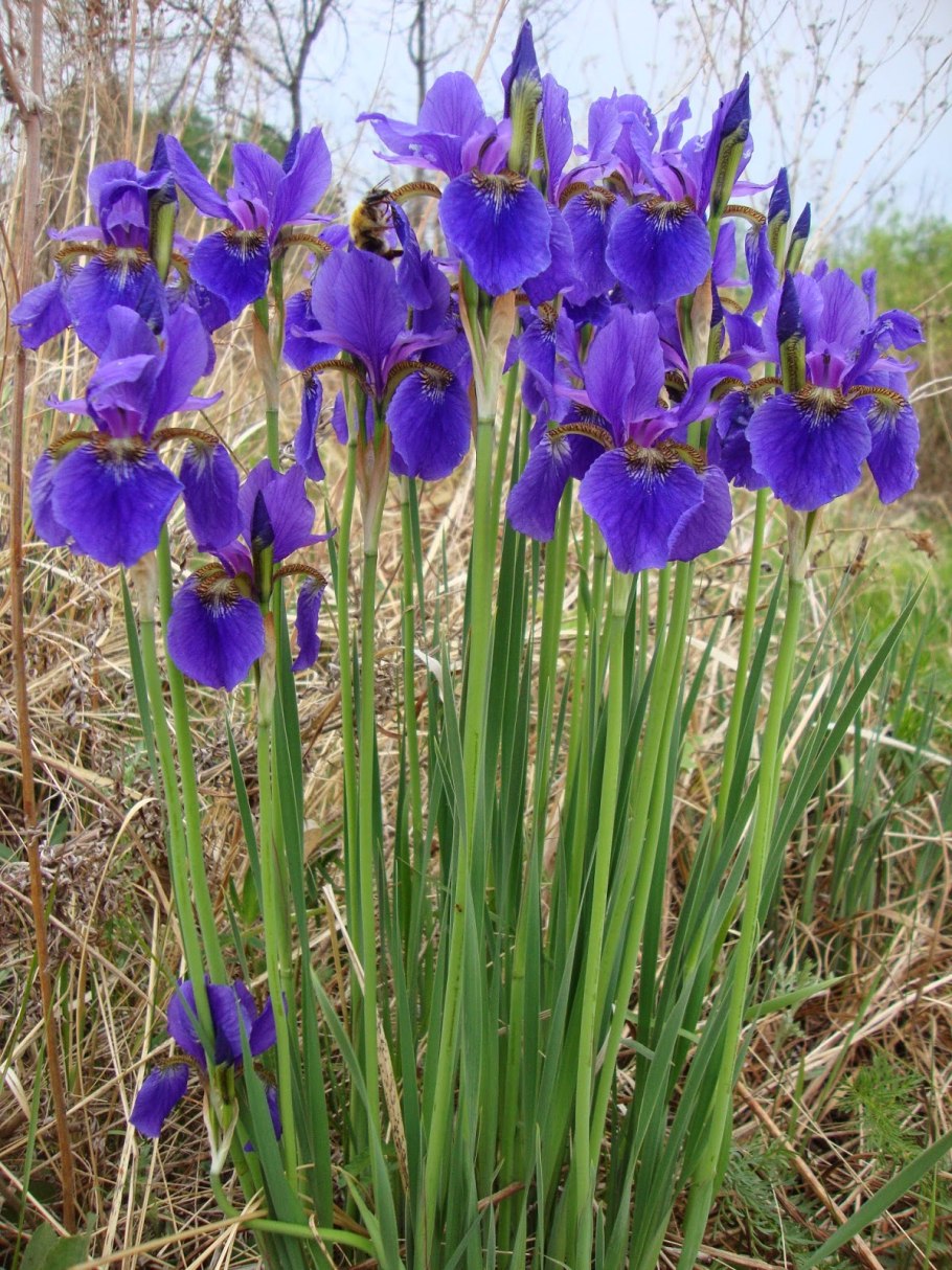 Касатик полевой Ирис