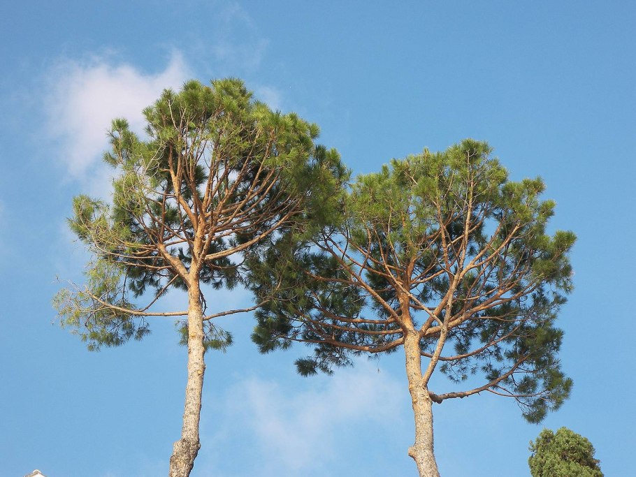 Сосна Приморская
