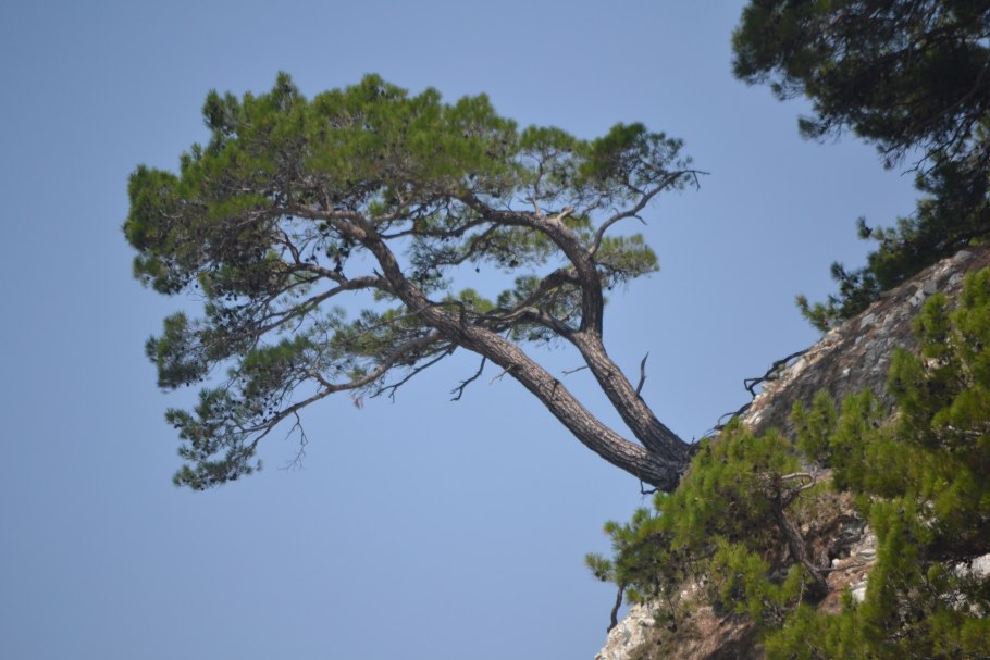 Сосна Пицундская