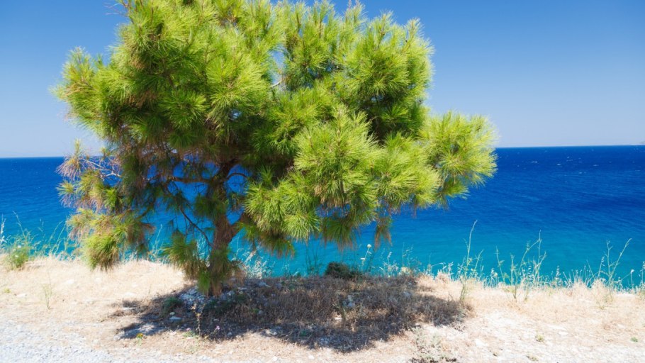 Греция сосна Пиния