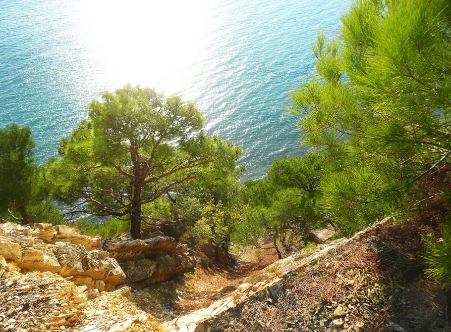 Пиния (Pinus pinea)