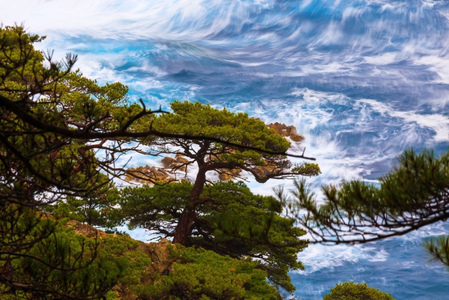 Дальневосточный морской заповедник густоцветковая сосна