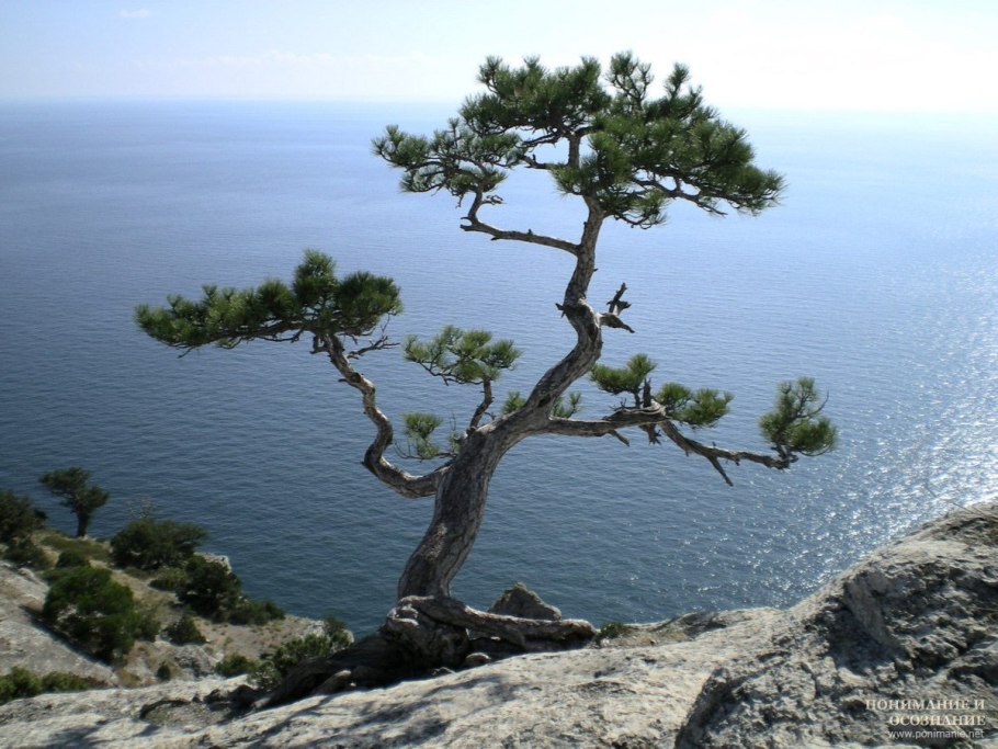 Крымская сосна Станкевича