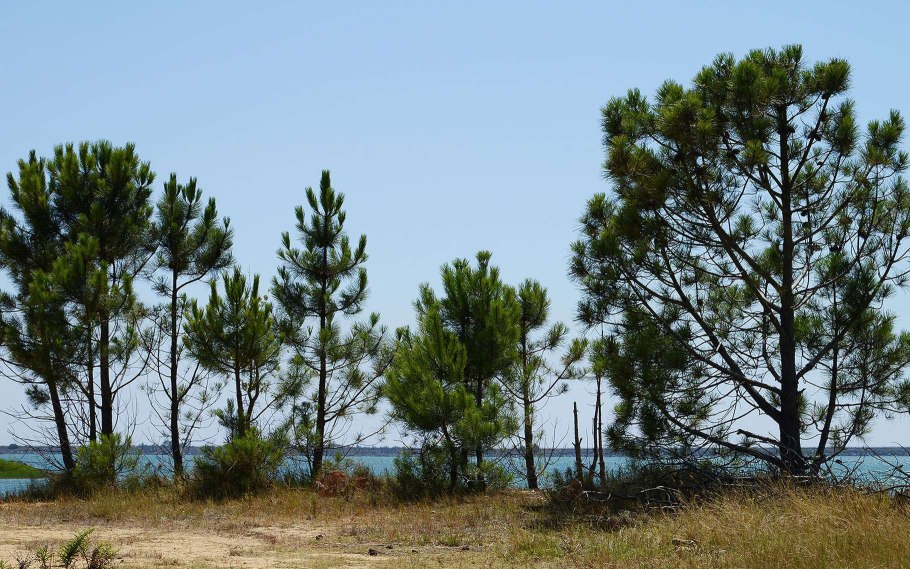 Сосна Приморская