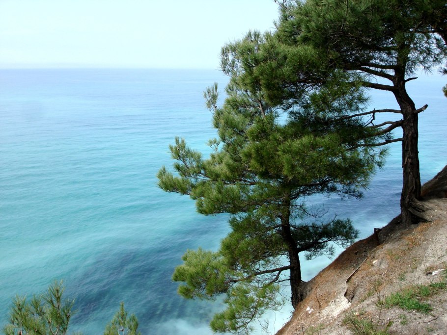 Джанхотский Бор сосны пицундской