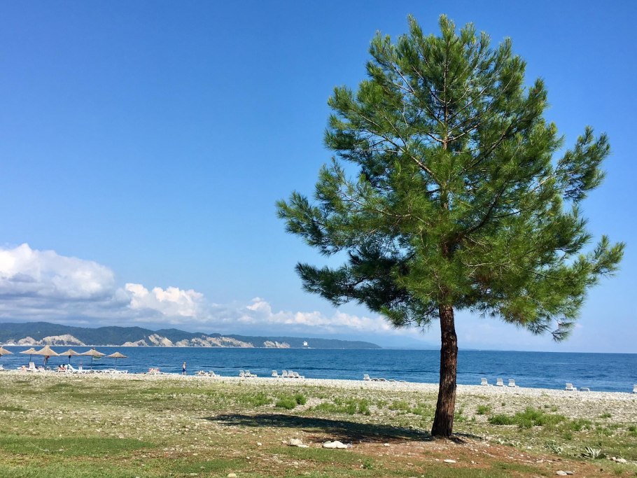 Pinus Sylvestris шишки