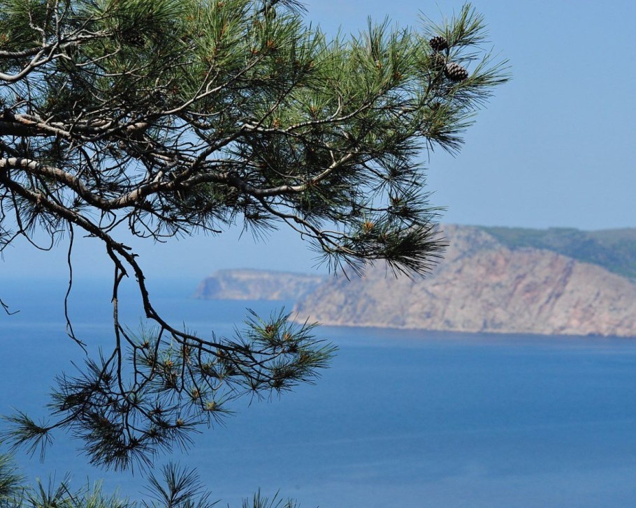 Черное море сосны
