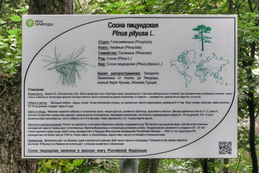 Сосна Пицундская (Станкевича).