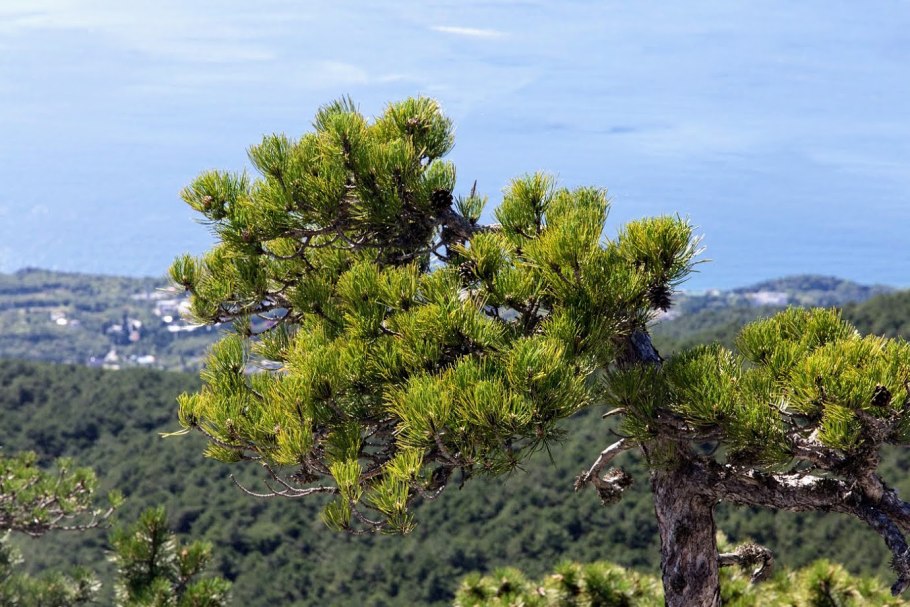 Сосна Крымская Pinus nigra subsp. Pallasiana