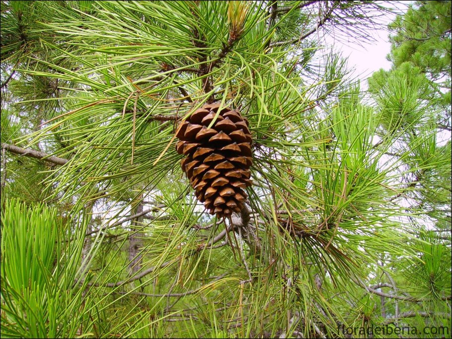 Приморская сосна Pinus pinaster