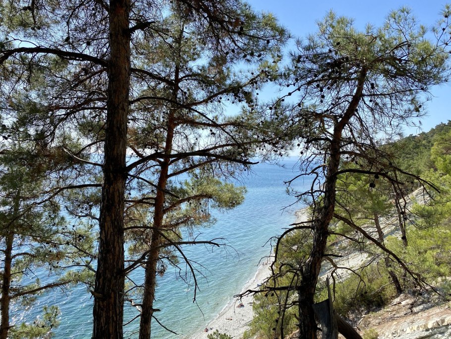 Лес сосна Пицундская Геленджик