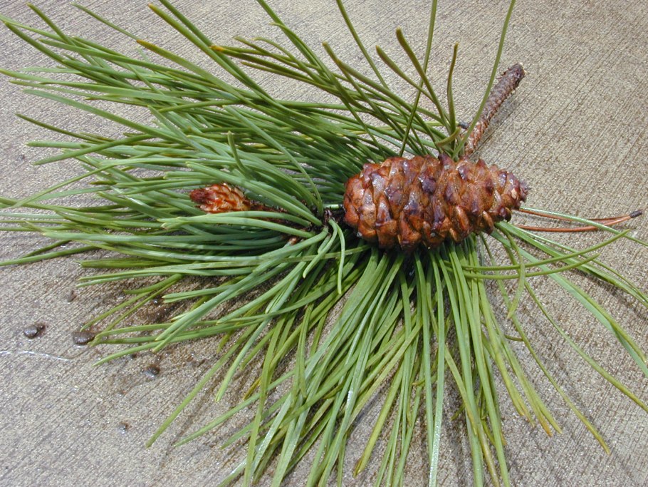 Сосна Pinus pinaster