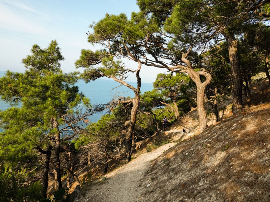 Пиния (Pinus pinea)