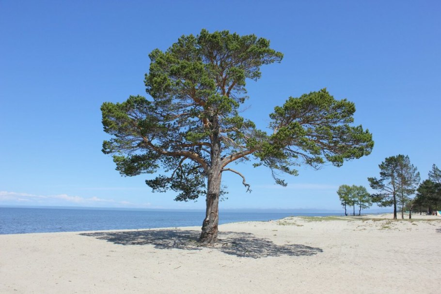 Средиземное море сосны кедр