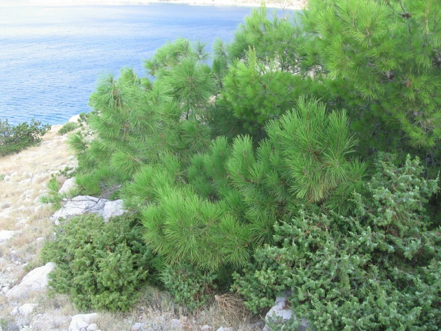 Остров Тасмания Хуанская сосна