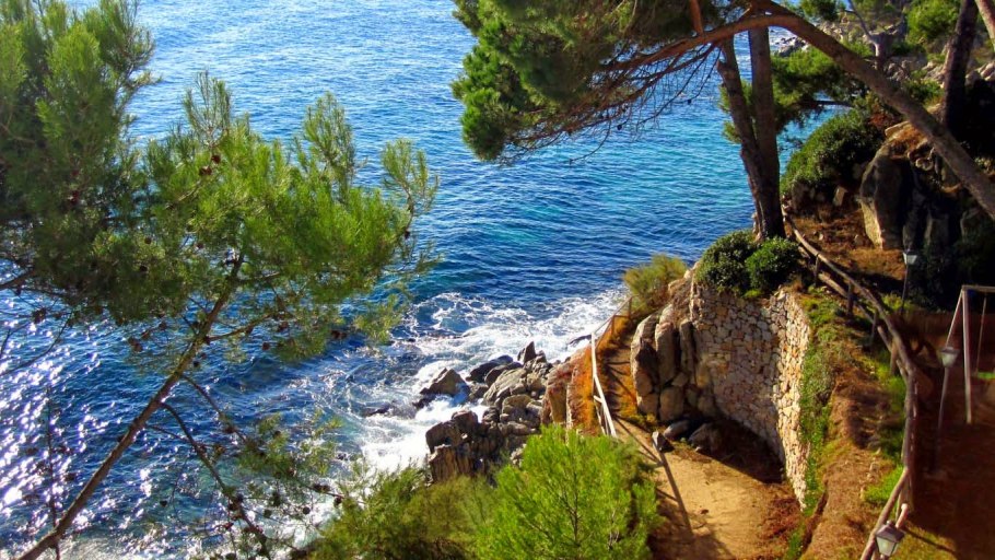 Сосна Станкевича в Крыму