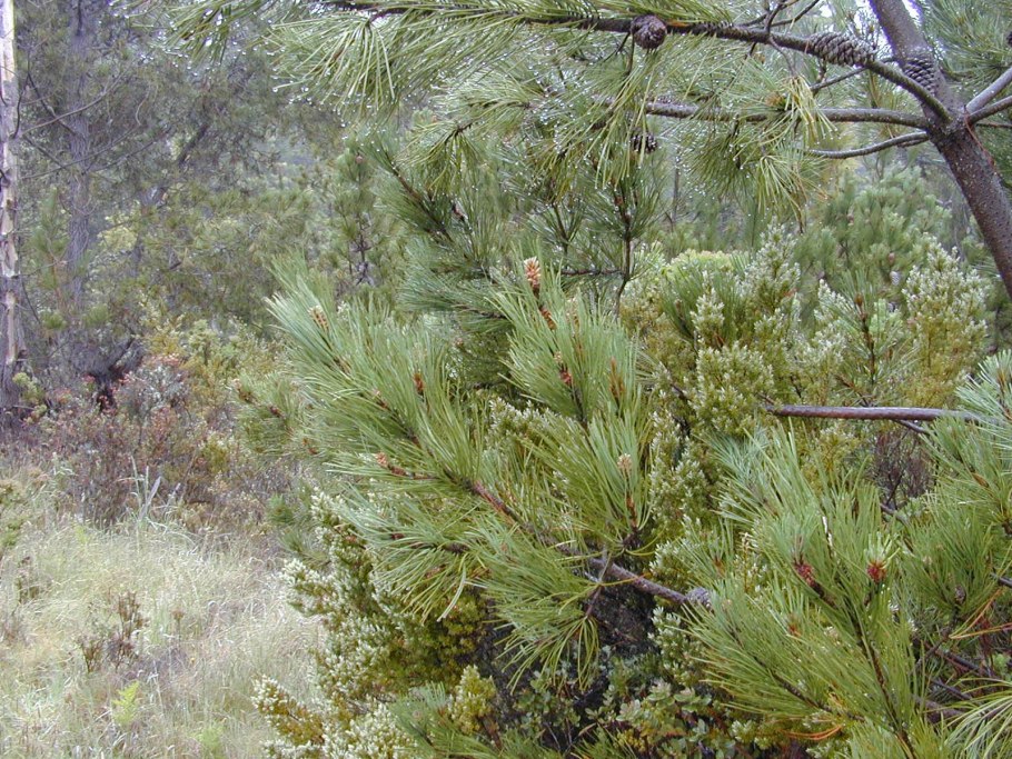 Кипр остров Пиния