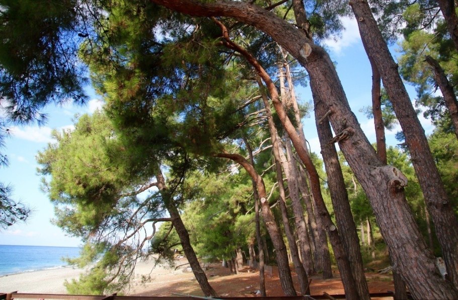 Бор пицундской сосны в Геленджике