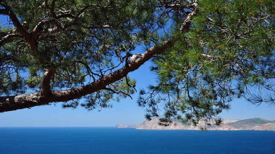 Алжир Алеппская сосна