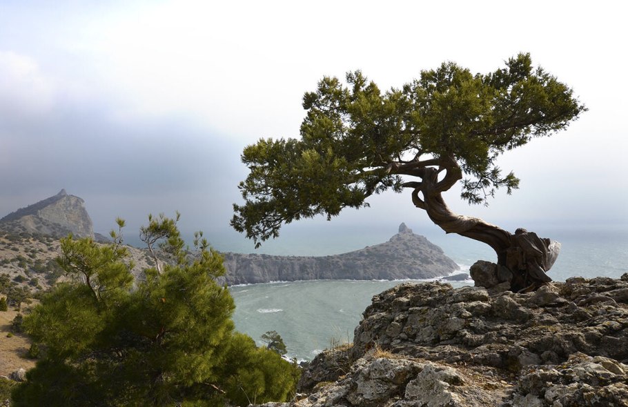 Можжевельник высокий Juniperus Excelsa