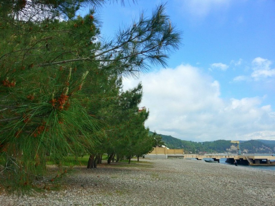 Сосна Пицундская красная книга